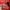 Arivea Marigold Red Light Therapy Panel